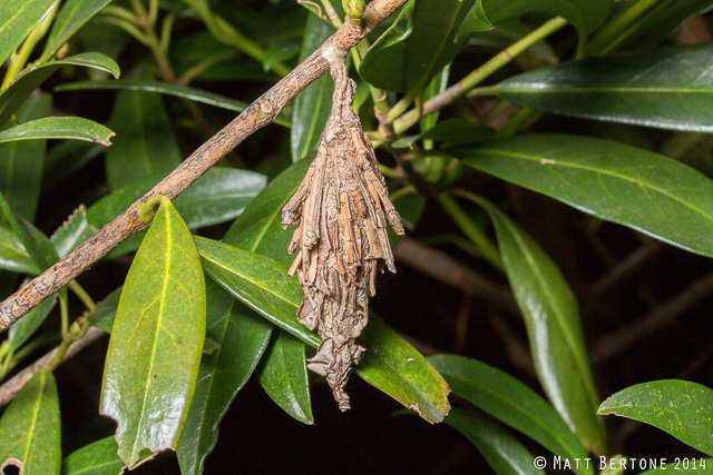 Evergreen bagworm. Photo: Matt Bertone.
