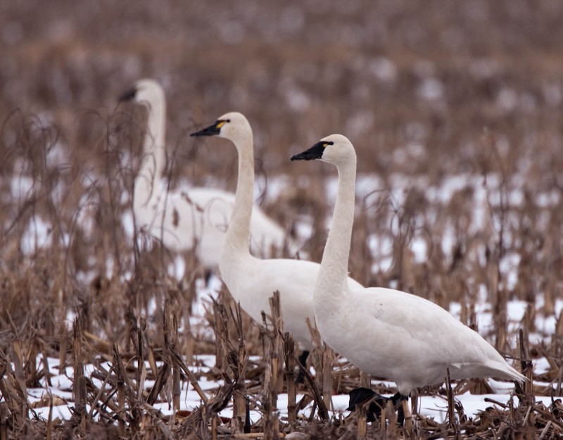Swans in winter