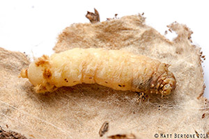 Mature female evergreen bagworm. Photo: Matt Bertone.