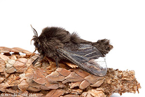 Mature male evergreen bagworm. Photo: Matt Bertone.