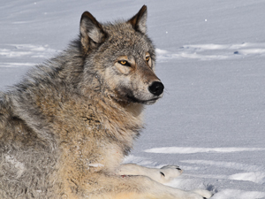 Wolf lying in the snow.