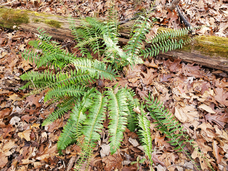 Christmas Fern. Photo: Jerry Reynolds.