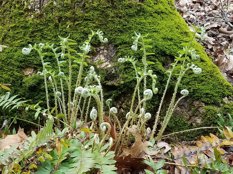 New fronds emerge in the spring. Photo: Jerry Reynolds.