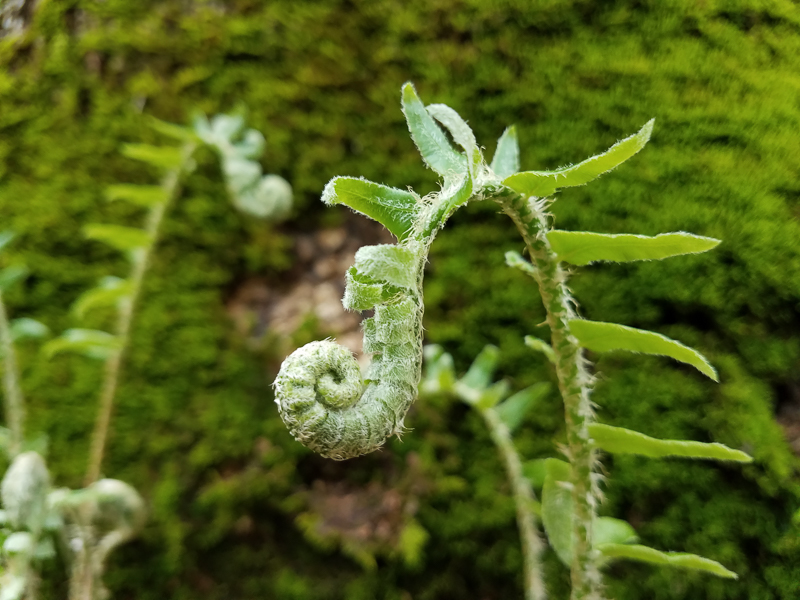 Unfurling of a fiddlehead. Photo: Jerry Reynolds.