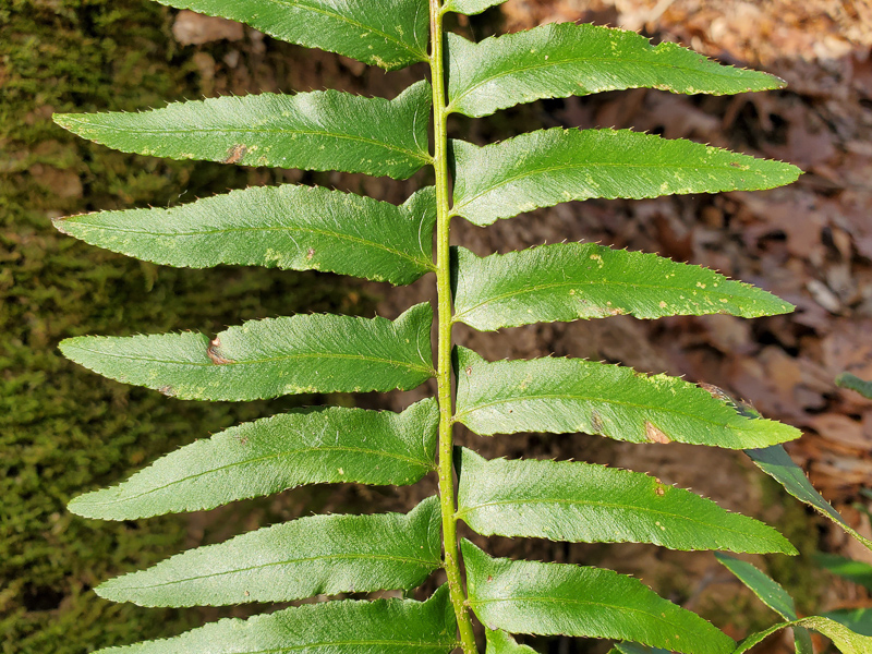 Stocking-shaped leaflets. Photo: Jerry Reynolds.