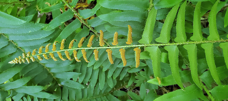 Fertile frond of Christmas Fern. Photo: Jerry Reynolds.