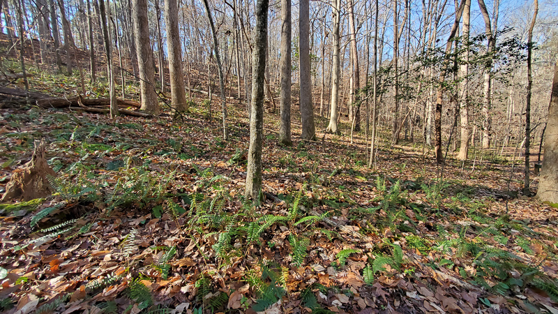 Christmas Fern-covered slope at Hemlock Bluffs Nature Preserve. Photo: Jerry Reynolds.