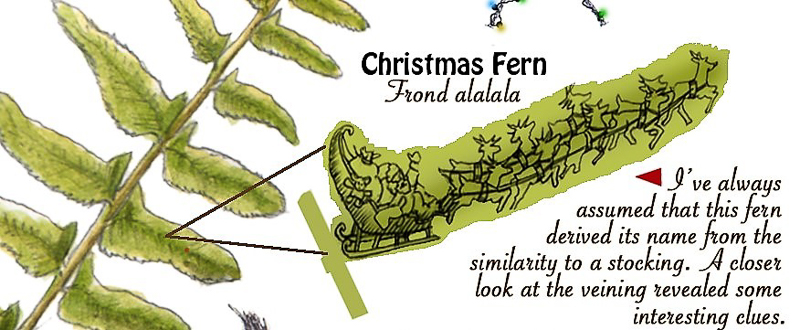 Christmas Fern art by David Williams. 