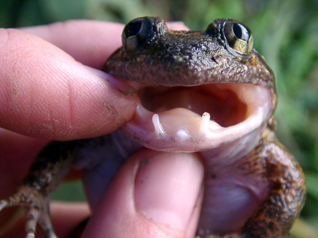 Males of the Cambodian Fanged Frog (Limnonectes fastigatus) have long pointed “fangs”. Image: Jodi Rowley