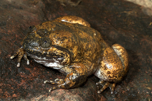 A particularly large male Cambodian Fanged Frog (Limnonectes fastigatus). Photo: Jodi Rowley