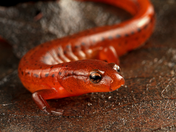 Carolina Sandhills Salamander