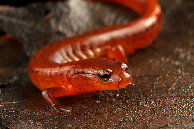 Carolina Sandhills salamander (Eurycea arenicola) in life from North Carolina. (Todd Pusser)