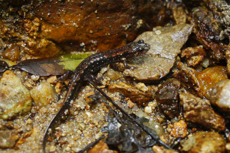 Juvenile Northern Dusky Salamander (Desmognathus fuscus). Photo from Uwharrie National Forest submitted to Ask a Naturalist by Ralph Cooper.