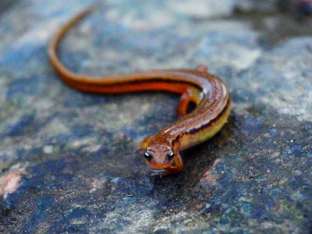Two-lined Salamander (Eurycea wilderae). Photo from Pisgah National Forest submitted to Ask a Naturalist by Ralph Cooper.