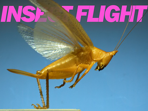 Insect Flight video