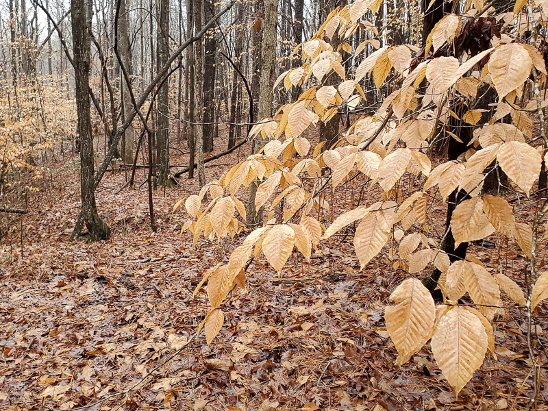 American Beech leaves in winter