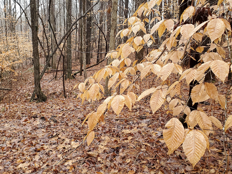 American Beech Tree Leaves Elin Mccune