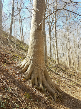 American Beech well anchored on steep slope of Swift Creek Bluffs.