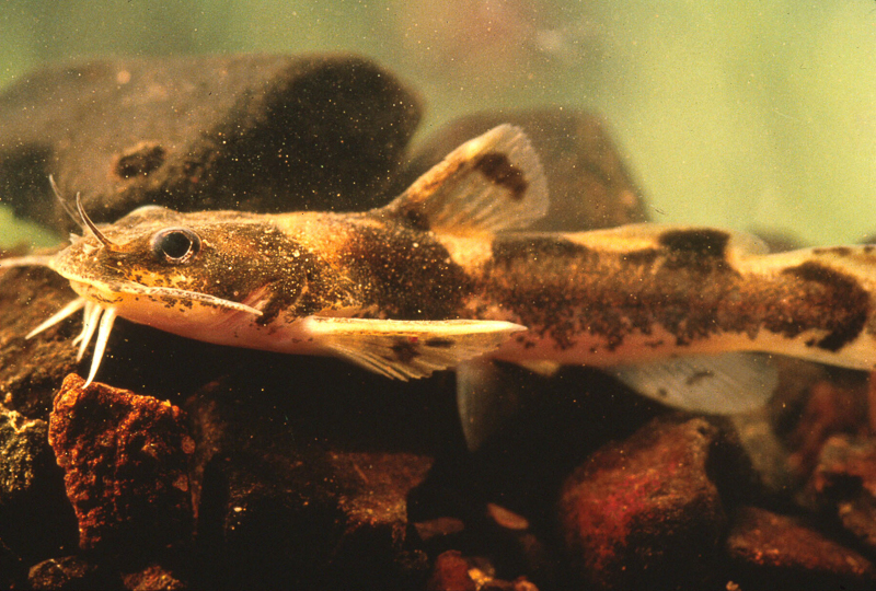 The Carolina Madtom is endemic to the Tar and Neuse river basins of North Carolina, and is threatened in the state. Photo credit: NCWRC.
