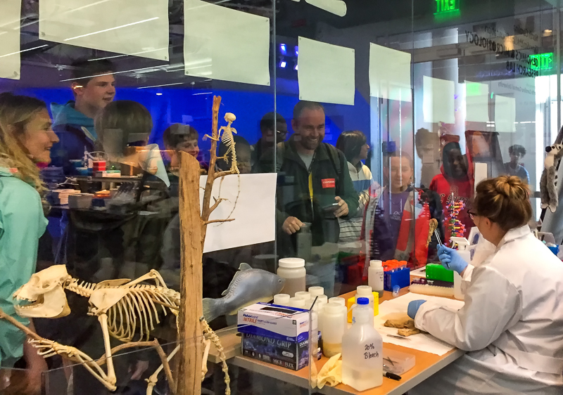 Inspecting the stomach contents of a fish for Atlantic Sturgeon remnants, with an audience.