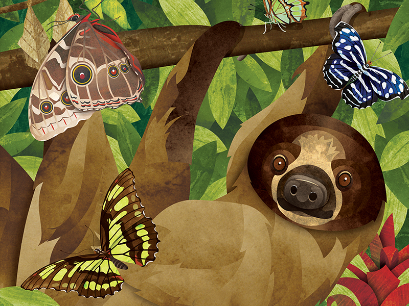 Illustration of Living Conservatory two-toed sloth and butterflies
