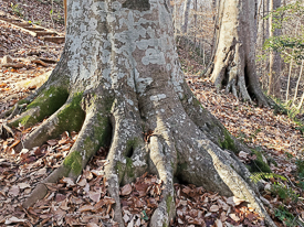 Massive root base of American Beech tree.