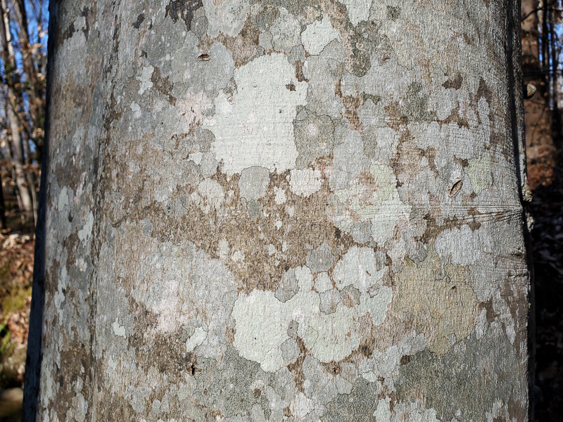 Mosaic of Crustose Lichens on smooth bark of American Beech