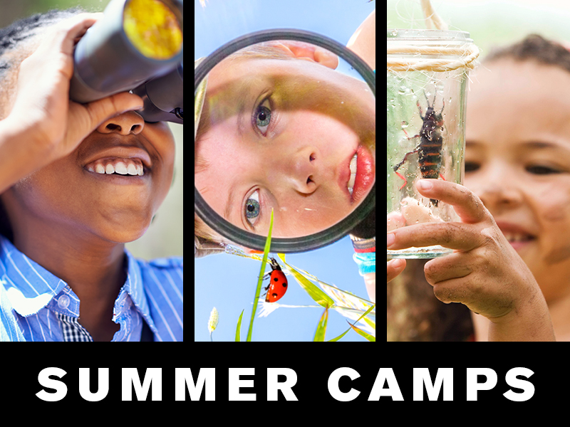 Summer Camps: teen looking through binoculars; boy looking through magnifying glass at ladybug; girl looking at insect in jar.