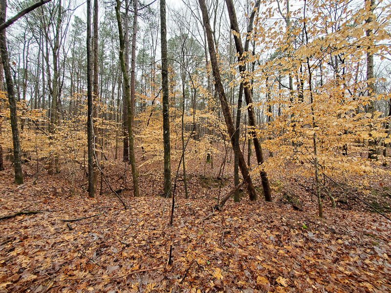 Young American Beech trees holding on tightly to it leaves in winter