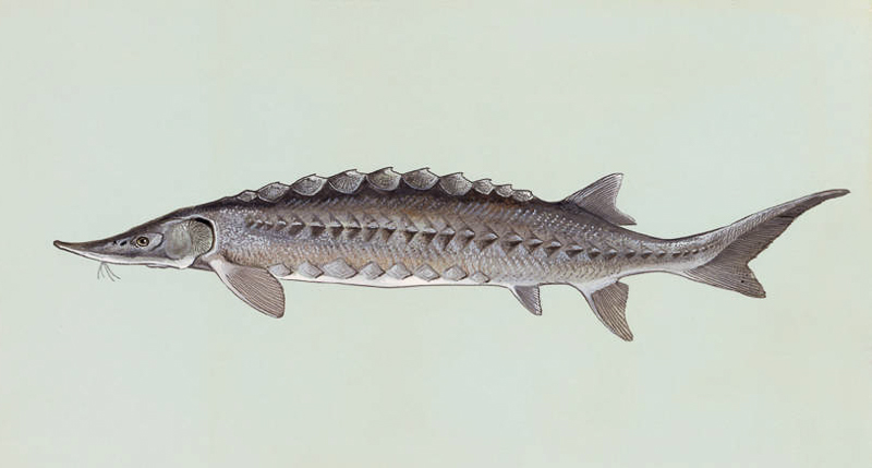 Atlantic sturgeon. Illustration: Duane Raver