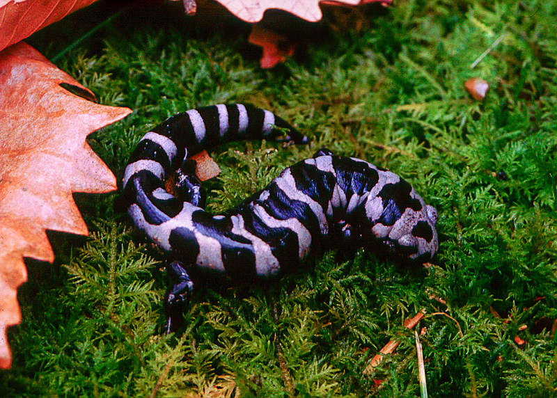 Marbled Salamander by Mike Dunn