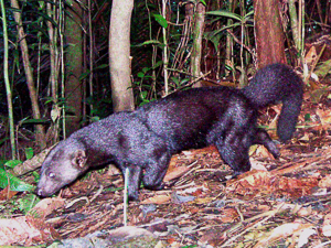 A Tayra is captured in a camera trap photo.