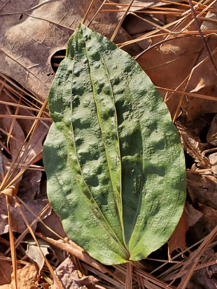 Cranefly Orchid leaf.