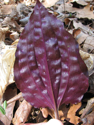 Cranefly Orchid leaf showing purple color on underside.
