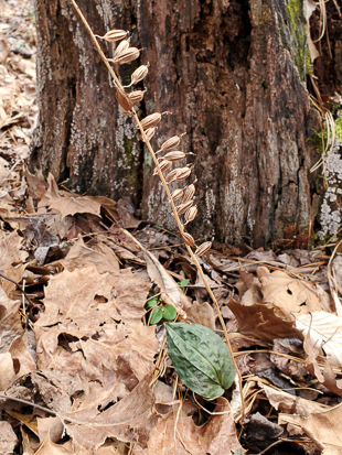 Old flower stalk still standing with a winter leaf of the Cranefly Orchid.