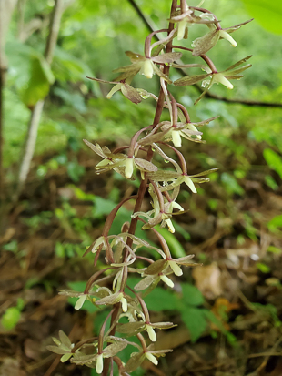 Small flowers of Cranefly Orchid in summer.