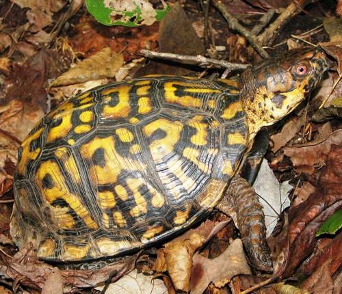 A box turtle in leaf litter