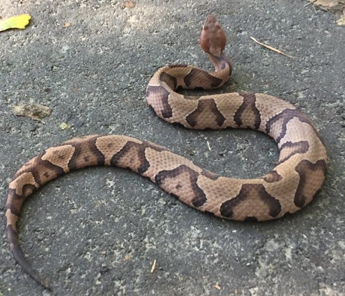 An adult coppperhead on a sidewalk