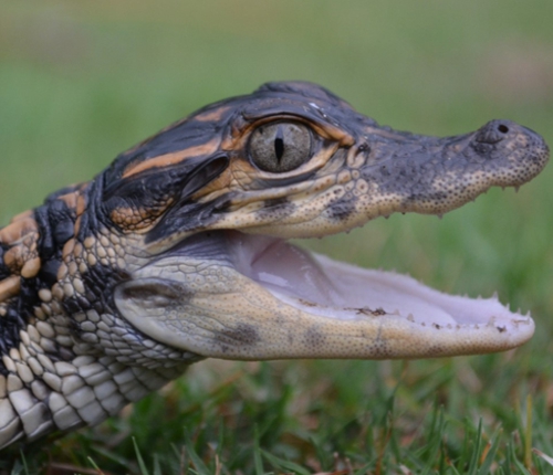 A baby crocodilian with its mouth open