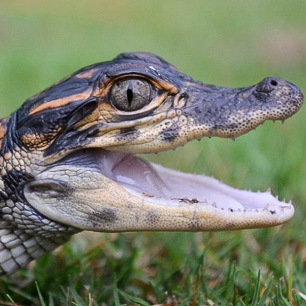 A baby crocodilian with its mouth open
