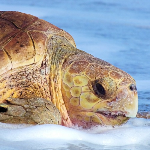 A loggerhead sea turtle head