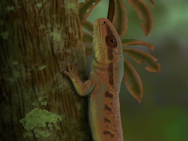 Karutia fortunata life reconstruction