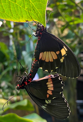 A pair of mating cattleheart butterflies in the Living Conservatory.