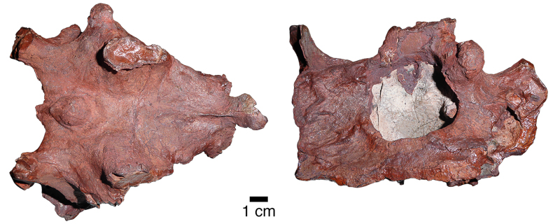 Skull of Mobaceras zambeziense in dorsal view (left) and lateral view (right).