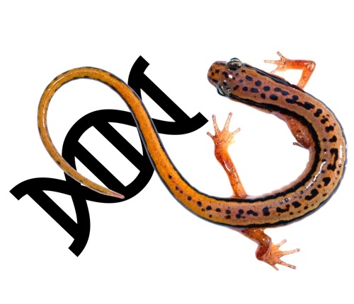 A salamander on an image of DNA
