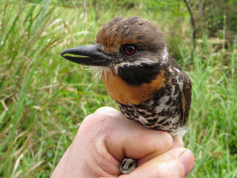 Spotted Puffbird