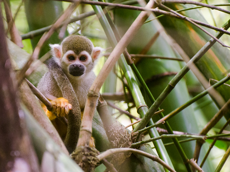 Squirrel Monkey