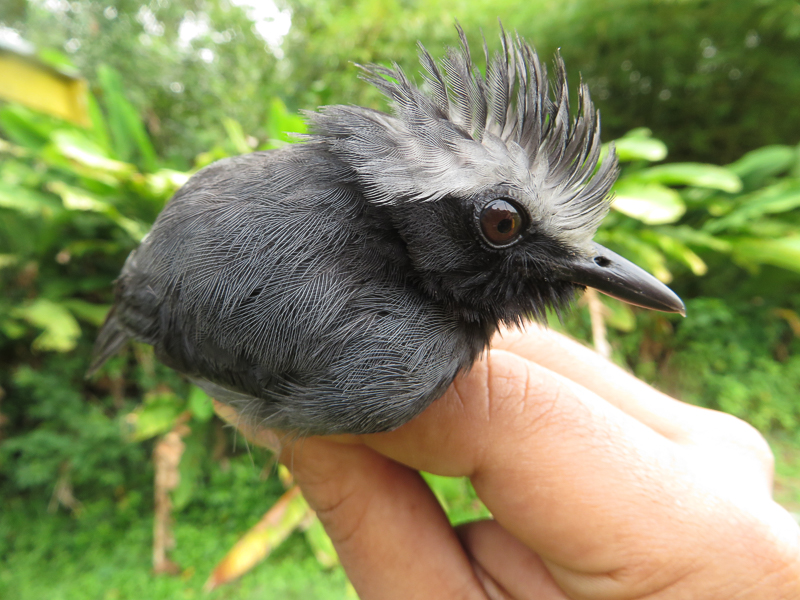 White-browed Antbird