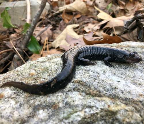A black salamander on a rock