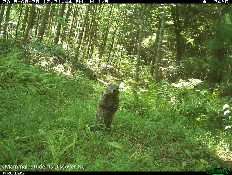 Standing groundhog